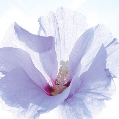 Ingrid Ulmer, Ballerina (Wunschgröße, Fotokunst, Blumen, Blüten, Blütenblätter, Schönheit, Nahaufnahme, Flur, Wohnzimmer, Schlafzimmer, Wintergarten, bunt)