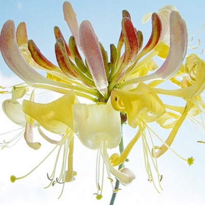 Ingrid Ulmer, Ballet (Wunschgröße, Fotokunst, Blumen, Blüten, Blütenblätter, Schönheit, Nahaufnahme, Flur, Wohnzimmer, Schlafzimmer, Wintergarten, bunt)