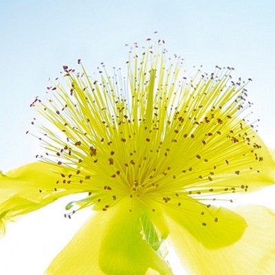 Ingrid Ulmer, Fontne (Wunschgröße, Fotokunst, Blumen, Blüten, Blütenblätter, Schönheit, Nahaufnahme, Flur, Wohnzimmer, Schlafzimmer, Wintergarten, bunt)