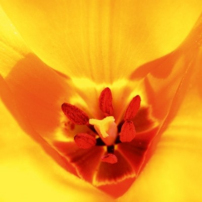 Ingrid Ulmer, Kaleidoskop (Wunschgröße, Fotokunst, Blumen, Blüten, Blütenblätter, Schönheit, Nahaufnahme, Flur, Wohnzimmer, Schlafzimmer, Wintergarten, bunt)
