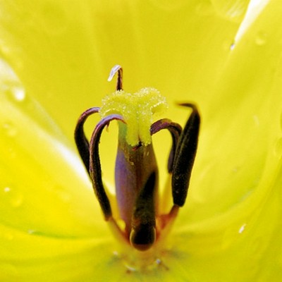 Ingrid Ulmer, Krone (Wunschgröße, Fotokunst, Blumen, Blüten, Blütenblätter, Schönheit, Nahaufnahme, Flur, Wohnzimmer, Schlafzimmer, Wintergarten, bunt)