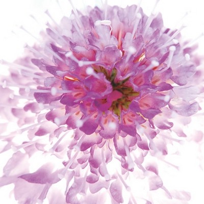 Ingrid Ulmer, Murano (Wunschgröße, Fotokunst, Blumen, Blüten, Blütenblätter, Schönheit, Nahaufnahme, Flur, Wohnzimmer, Schlafzimmer, Wintergarten, bunt)