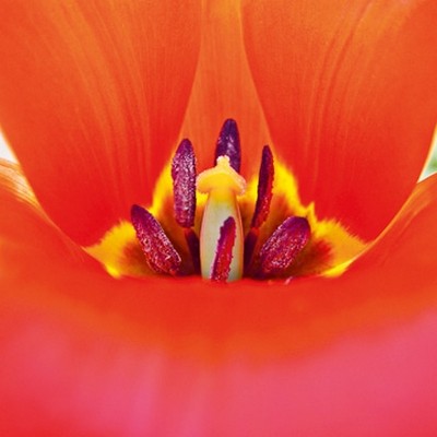Ingrid Ulmer, Neugier (Wunschgröße, Fotokunst, Blumen, Blüten, Blütenblätter, Schönheit, Nahaufnahme, Flur, Wohnzimmer, Schlafzimmer, Wintergarten, bunt)