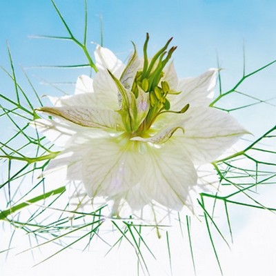 Ingrid Ulmer, Seiltnzer wei (Wunschgröße, Fotokunst, Blumen, Blüten, Blütenblätter, Dornen, Schönheit, Nahaufnahme, Flur, Wohnzimmer, Schlafzimmer, Wintergarten, bunt)