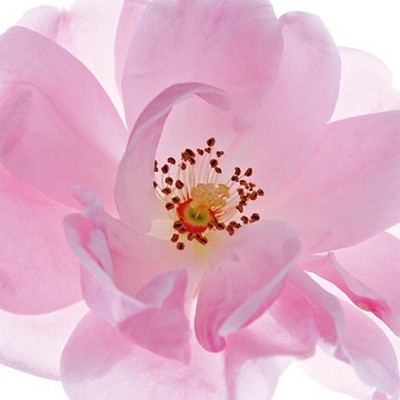 Ingrid Ulmer, Tänzerin (Wunschgröße, Fotokunst, Tänzerin, Blumen, Blüten, Blütenblätter, Schönheit, Nahaufnahme, Flur, Wohnzimmer, Schlafzimmer, Wintergarten, bunt)