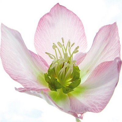 Ingrid Ulmer, Schweben (Wunschgröße, Fotokunst, Blumen, Blüten, Blütenblätter, Schönheit, Nahaufnahme, Flur, Wohnzimmer, Schlafzimmer, Wintergarten, bunt)