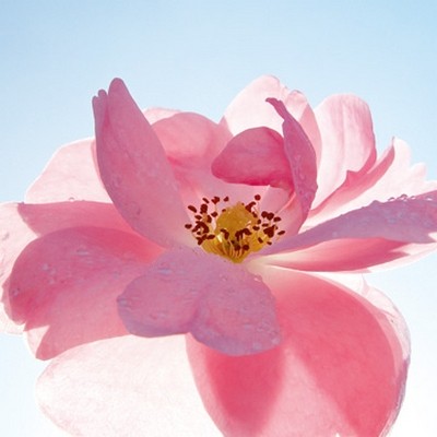 Ingrid Ulmer, Schwingung (Wunschgröße, Fotokunst, Blumen, Blüten, Blütenblätter, Schönheit, Nahaufnahme, Flur, Wohnzimmer, Schlafzimmer, Wintergarten, bunt)