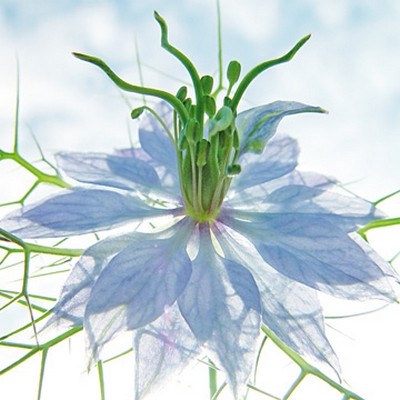 Ingrid Ulmer, Seiltnzer blau (Wunschgröße, Fotokunst, Blumen, Blüten, Blütenblätter, Dornen, Schönheit, Nahaufnahme, Flur, Wohnzimmer, Schlafzimmer, Wintergarten, bunt)