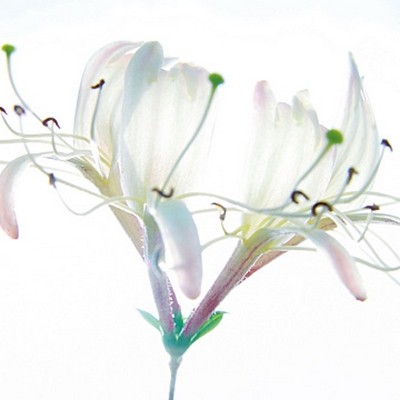 Ingrid Ulmer, Zarte Bande (Wunschgröße, Fotokunst, Blumen, Blüten, Blütenblätter, Schönheit, Nahaufnahme, Flur, Wohnzimmer, Schlafzimmer, Wintergarten, bunt)