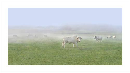 Jacky LECOUTURIER, Les Vaches, 2006 (Photografie, Fotografie, Landschaft, Wiese, Gras, Himmel, Nebel, Dunst, Tier, Kühe, weiße Kühe, bunt)