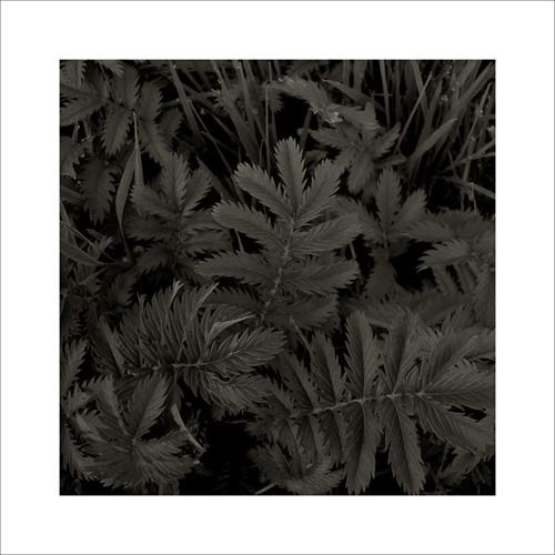 Jacky LECOUTURIER, Plantes, 2004 (Photografie, Fotografie, Pflanzen, Botanik, Blätter, Gräser, Farn, schwarz / weiß)