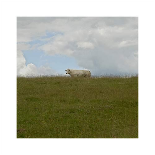 Jacky LECOUTURIER, Prairie, 2007 (Photografie, Fotografie, Landschaft, Wiese, Gras, Himmel Wolken, Tier, Kuh, weiße Kuh, bunt)