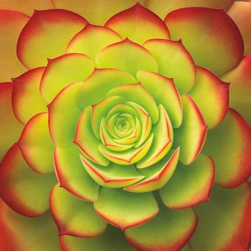 Jan Bell, Fiery Succulent (Wunschgröße, Fotografie, Photografie, Blätter, Steingewächse, Sukkulente, Nahaufnahme, Blattränder, Treppenhaus, Wintergarten, rot, grün)