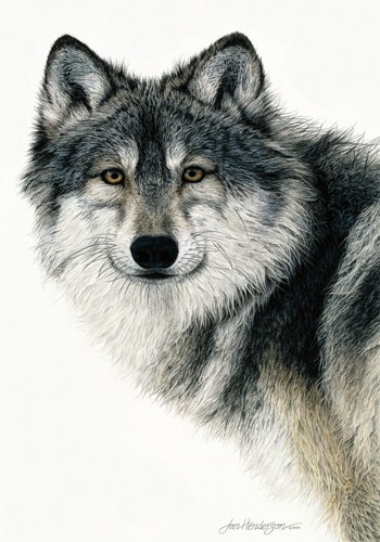 Jan Henderson, Silent Watch (Wunschgröße, Modern, Malerei, Photorealismus, Tiere, Wolf, Beoabhtung, Aufmerksamkeit,  Wohnzimmer, Treppenhaus, Jugendzimmer, bunt)
