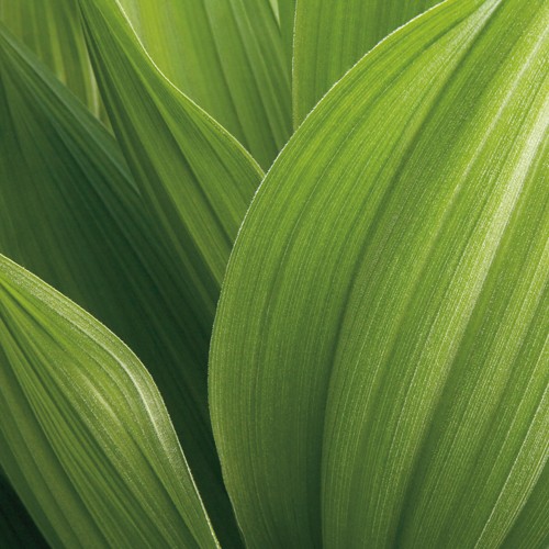 Jan Bell, Corn Lily (Wunschgröße, Fotografie, Photografie, Blätter, Lilien, Pflanze, Nahaufnahme, Blattadern, Treppenhaus, Wintergarten, grün)