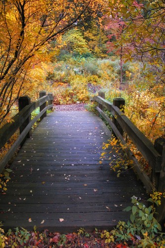 Jessica Jenny, Bridge ove Shallow Water (Wunschgröße, Malerei, modern, Jahreszeit, Herbst, Brücke, Übergang, Landschaftsmalerei, Landschaft, Natur, Park, Bäume, Herbstlaub, Weg, Ruhe, Einsamkeit, Wohnzimmer, Treppenhaus, bunt)