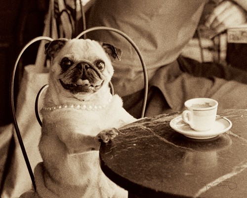 Jim Dratfield, Cafe Pug (niedlich, Tierportraits, Mops, Café, Tisch, Bistro, Café, Fotokunst, Wunschgröße, Treppenhaus, Wohnzimmer, Wunschgröße, sepia)