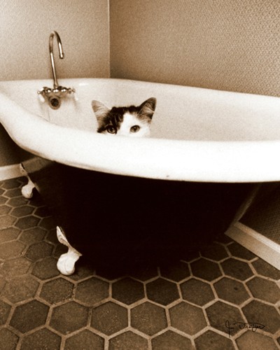 Jim Dratfield, Kitty III (Badewanne, Katze, Versteck, niedlich, keck, Tierportraits, Fotokunst, Wunschgröße, Treppenhaus, Wohnzimmer, Wunschgröße, sepia)