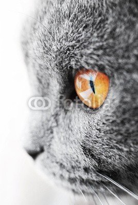 Jiri Foltyn, British blue cat detail (britisch british kurzhaar, katze, blau, häusliche, grau, pelz, haustier, auge, rapsfeld, life, kopf, grau, hübsch, pflege, nestausflug, blick, gesicht, gold, zuhause, haare, nase, rasse, schnauze, kitty, tigerkatze, schließen, mund, welpe, muffle, mau)