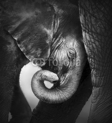 JOHAN SWANEPOEL, Baby elephant seeking comfort (elefant, baby, portrait, suchen, komfort, locken, schützen, schutz, mutter, beine, schwarz, weiß, jung, berühren, pflege, küh, trunk, kalb, klein, eins, niemand, photographie, tier, säugetier, wild, wildlife, namibia, gesicht, kopf, close-up, interaktion,)