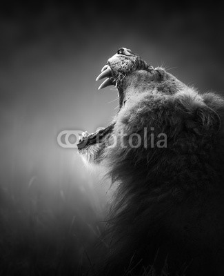 JOHAN SWANEPOEL, Lion displaying dangerous teeth (löwe, portrait, growl, gebrüll, gähnen, öffnen, mund, display, zahn, gefährlich, wild, wide, groß, männlich, sides, anblick, afrika, afrikanisch, tier, fleischfresser, katze, wild, lowe, natur, panthera, räuber, safarie, wild, wildnis, wildlif)