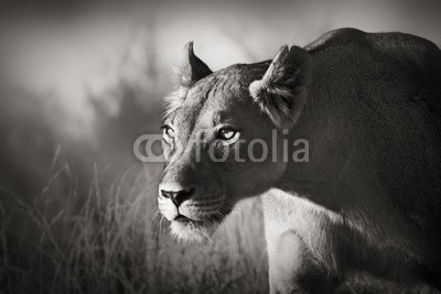 JOHAN SWANEPOEL, Lioness stalking (löwin, löwe, weiblich, portrait, stiel, close-up, schließen, auf, wild, auge, kräfte, wild, lowe, katze, eins, feld, afrika, afrikanisch, gras, angaffen, katzen, natur, tier, säugetier, spaziergang, jagd, panthera, kraftvoll, oden, wildlif)