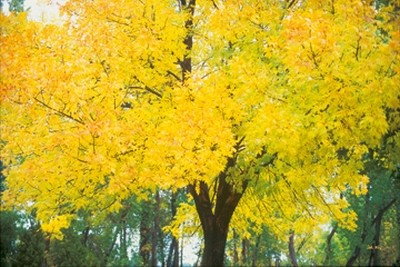 John Xiong, Change of Seasons (Photokunst, Wunschgröße, Natur, Bäume, Herbst, Wohnzimmer, Treppenhaus, leuchtend, bunt)