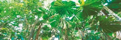 John Xiong, Rainforest canopies (Photokunst, Wunschgröße, Regenwald, Bäume, Natur, Pflanzen, exotisch, Wohnzimmer, Arztpraxis)