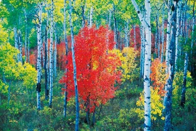 John Xiong, Red centre (Photokunst, Wunschgröße, Bäume, Birken, Wald, roter Baum, Wohnzimmer, Treppenhaus)