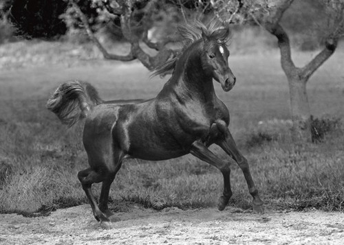 Jorge Llovet, Feeling Free (Wunschgröße, Photokunst,  Pferd,  Rappe, Freiheit, Energie, Wohnzimmer, Jugendzimmer, Tiere, schwarz/weiß)