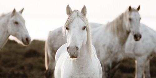 Jorge Llovet, Horse Meeting (Pferde, Tiere, Schimmel, Herde, Fotografie, Tierportraits, Wunschgröße, Treppenhaus, Jugendzimmer, bunt)