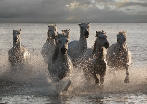 Jorge Llovet, Horses Landing at the Beach (Wunschgröße, Schimmel, Strand, Meer, Kraft, Energie, Freiheit, Pferde, Mähne, Wind, Wohnzimmer, Jugendzimmer, Tiere, Photokunst, Fotokunst, bunt)