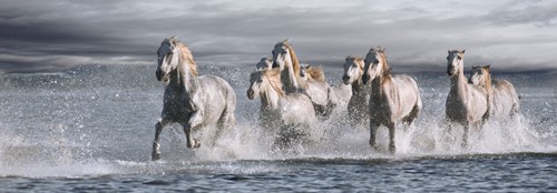 Jorge Llovet, Horses Running at the Beach (Schimmel, Strand, Meer, Kraft, Energie, Freiheit, Pferde, Mähne, Wind, Wohnzimmer, Jugendzimmer, Tiere,  Fotokunst, bunt)