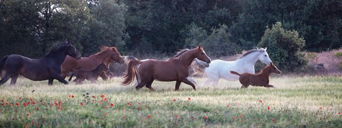 Jorge Llovet, Family Together II (Pferde, Herde, Freiheit, Weide,  Wiese, Galopp, Tiere,  Wohnzimmer, Jugendzimmer, Fotografie Wunschgröße, bunt)