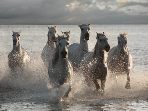 Jorge Llovet, Horses Landing at the Beach (Schimmel, Strand, Meer, Kraft, Energie, Freiheit, Pferde, Mähne, Wind, Wohnzimmer, Jugendzimmer, Tiere, Photokunst, Fotokunst, bunt)