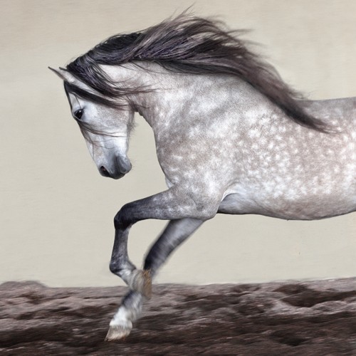 Jorge Llovet, Perseverance (pferd,, Tier, Schimmel, Profil, Tierportrait, Mähne, Wind, Kraft, Energie, Wunschgröße, Fotokunst,  Wohnzimmer, Jugendzimmer,  schwarz/weiß)