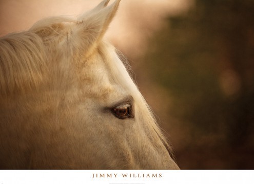Jimmy Williams, Insight (Pferd, Nutztier, Tiere, Tierportrait,Profil, Schimmel, Fotografie, Jugendzimmer, Wohnzimmer)