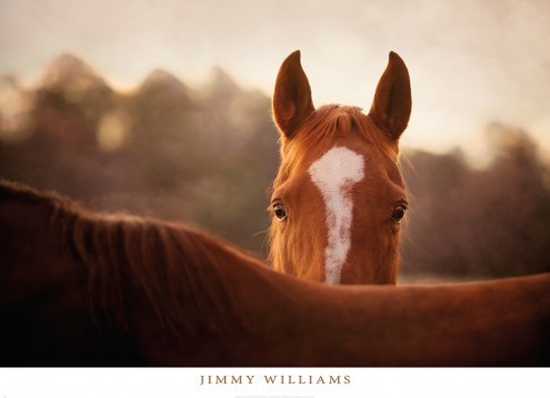 Jimmy Williams, Boundaries (Pferde, Nutztiere, Tiere, Tierportrait, Blesse, Fotografie, Jugendzimmer, Wohnzimmer)