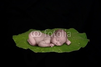 Katrina Brown, baby on lilly pad (hintergrund, schön, schönheit, blühen, blooming, blühen, botanik, feines gebäck, exotisch, garten, grün, laub, lotus, meditation, natürlich, natur, pads, petals, teich, sommer, tranquil, wasser, nass, zen, baby, kleinkinder, kind, mädchen, tocht, winzerha)