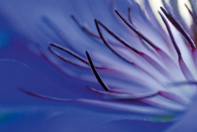 Kirsten Riedt, Blue Arms (Blume, Blüte, Nahaufnahme, Makro, Staubbeutelchen,  filigran, zart, durchscheinend, Treppenhaus, Wohnzimmer, Fotokunst,  violett)