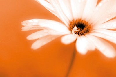 Kirsten Riedt, Leaned (Blume, Blüte, Gerbera, filigran, zart, Weichzeichner, unscharf, Wunschgröße, Treppenhaus, Wohnzimmer, Fotokunst, gelb)