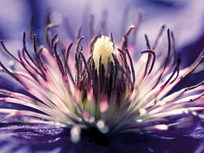 Kirsten Riedt, Purple Melody (Blume, Blüte, Nahaufnahme, Stempel, Staubbeutelchen,  filigran, zart, durchscheinend, Treppenhaus, Wohnzimmer, Wunschgröße, Fotokunst, violett)