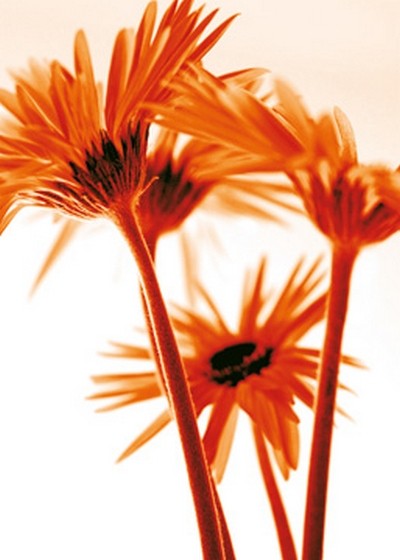 Kirsten Riedt, Rendez-vous II (Blumen, Blüten, Gerbera, filigran, zart,leuchtend, Wunschgröße, Treppenhaus, Wohnzimmer, Fotokunst, orange)