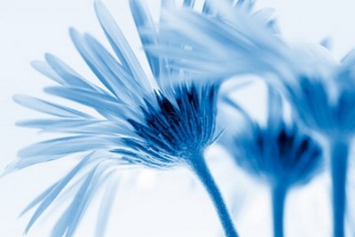 Kirsten Riedt, Romance in Blue (Blumen, Blüten, Gerbera, filigran, zart,leuchtend, Wunschgröße, Treppenhaus, Wohnzimmer, Fotokunst, blau)