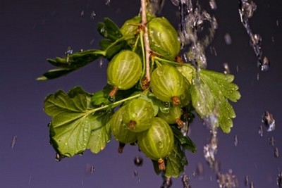 Kirsten Riedt, Stachelbeere (Stachelbeeren, Beeren, Obst, Früchte, Frisch, Lebensmittel, Gesundheit, Vegetarisch, Sommer, Küche, Esszimmer,  Gastronomie Fotokunst, Wunschgröße, grün)