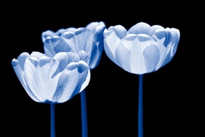 Kirsten Riedt, Three of us (Blumen, Blüten, Tulpen, filigran, zart,leuchtend, durchscheinend, Wunschgröße, Treppenhaus, Wohnzimmer, Fotokunst, Fotokunst, blau)