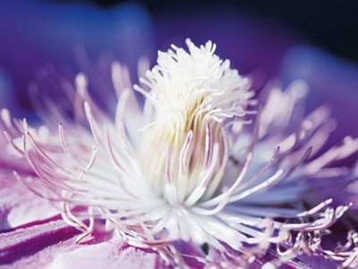 Kirsten Riedt, White and Purple (Blume, Blüte, Nahaufnahme, Stempel, Staubbeutelchen,  filigran, zart, durchscheinend, Treppenhaus, Wohnzimmer, Fotokunst, violett)