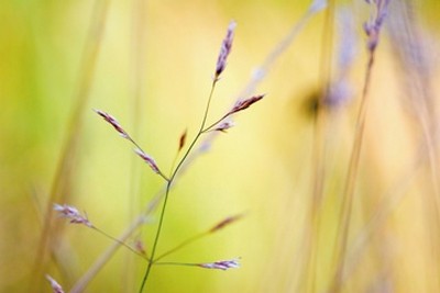 Kirsten Riedt, Wild Summer II (Gräser, Gras, Halm, Nahaufnahme, filigran, zart, zerbrechlich, Sommer,  Treppenhaus, Wohnzimmer, Fotokunst, Wunschgröße,hellgrün)