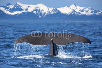 Kjersti, Whale tail (wal, schwanz, fluke, säugetier, ozean, lebewesen, tauchen, massiv, enorm, huge, meer, natur, tier, wildlife, walrat, wasser, norwegen, lofoten, norden, berg, schnee, gebirg)