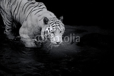 Kjersti, White Tiger (weiß, schwarz, tiger, wasser, tier, albino, angriff, grausam, rare, säugetier, biest, einzigartig, pelz, wild, gefährdet, lebewesen, fleischfresser, katze, katzen, gestreift, asien, elegant, tigerin, gefährlich, knurrend, gesicht, streife, räube)